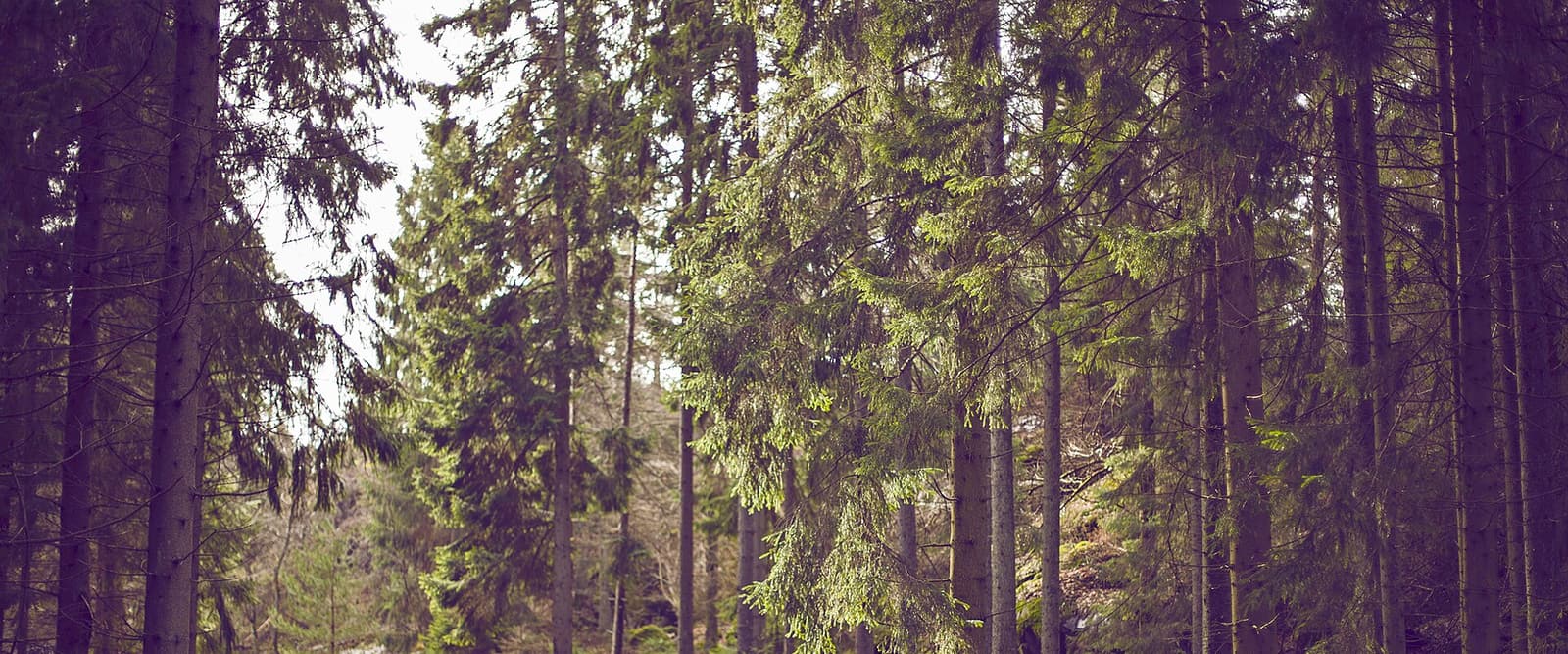 Waldweg zwischen hohen Bäumen